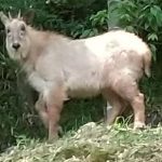 白いカモシカ　微笑亭